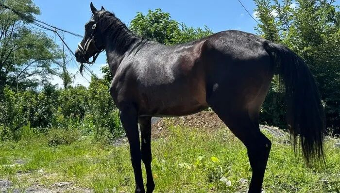 事故中死亡马匹生前照。图片来源：受访者供图