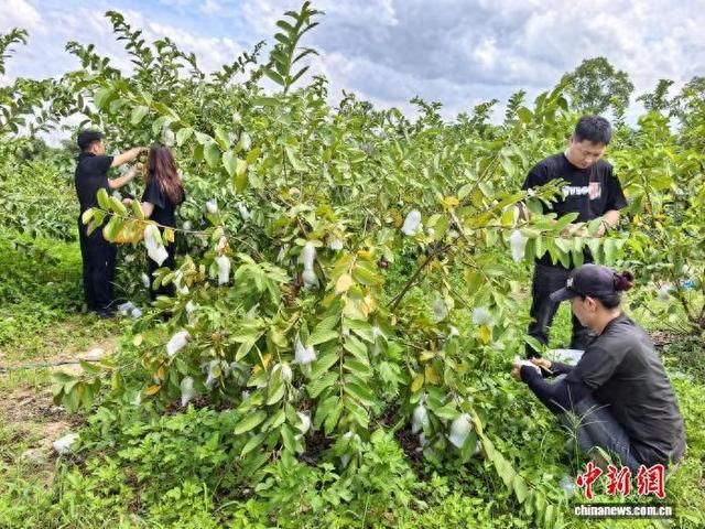 8月16日，广东台山市，端芬镇塘头村中山公园果园内，游客正在选摘番石榴。 李晓春 摄