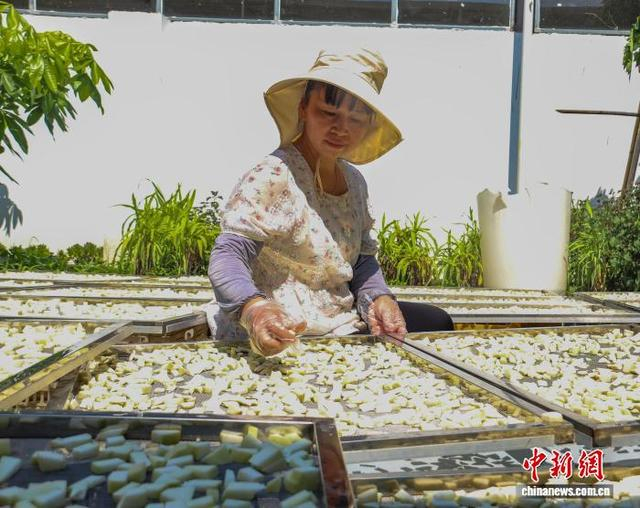 图为村民制作木瓜丝。周火文 摄