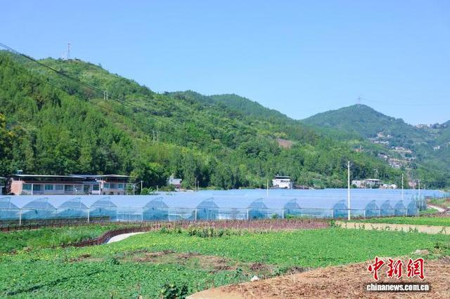 图为平河乡在起阳村建成的130亩现代化蔬菜大棚。梁钦卿 摄