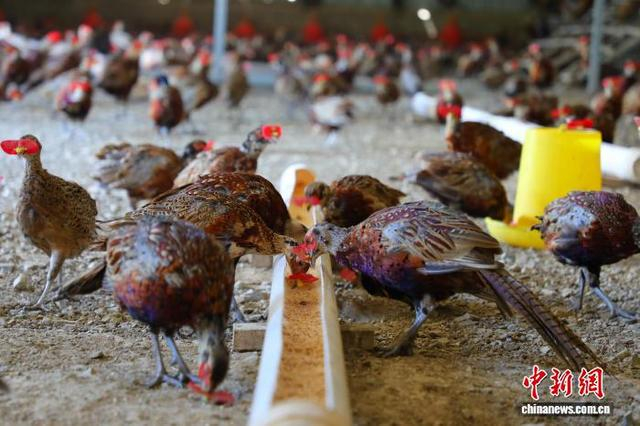 图为平河乡村民养殖的七彩山鸡。梁钦卿 摄