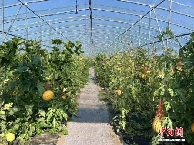 图为牙克石林场大棚里的吊网西瓜喜获丰收。 中新网记者 张玮 摄