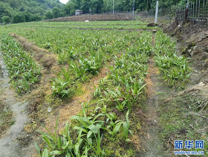 长势良好的白芨 图源：新华网 胡兴林 摄