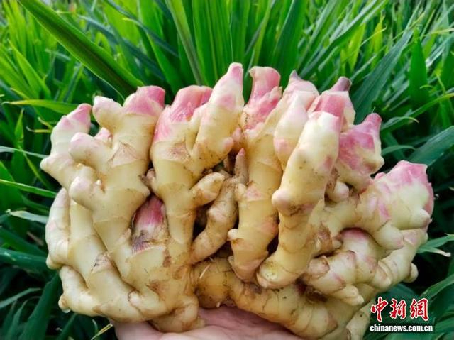 图为丰收的小黄姜。安福县委统战部供图