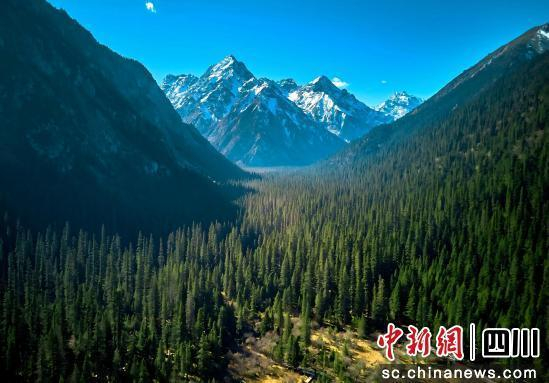 王朗林海。 平武县委宣传部供图