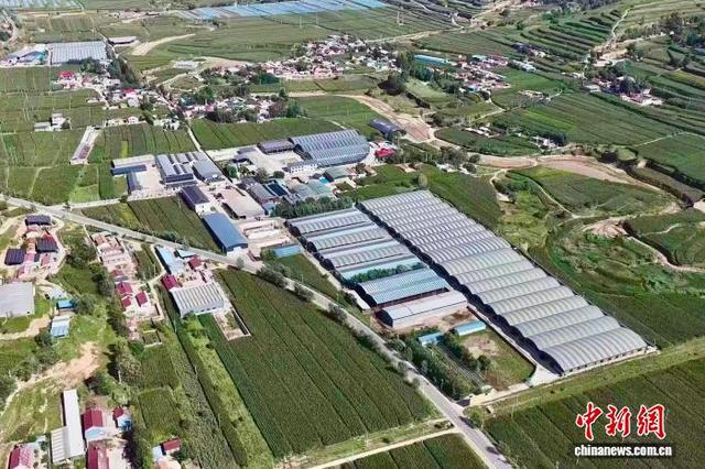 郁郁葱葱的玉米地和村舍交相呼应。 隆德县融媒体中心供图