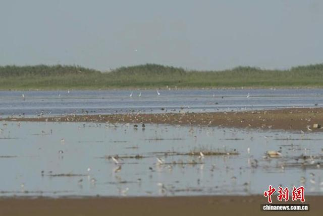 图为在江西鄱阳湖南矶湿地国家级自然保护区内栖息的鸻鹬群及鸥群。金鑫 摄