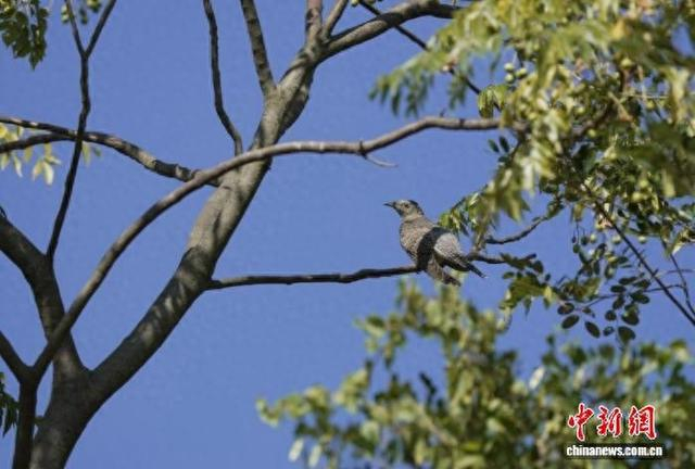 图为在江西鄱阳湖南矶湿地国家级自然保护区内栖息的大杜鹃。金鑫 摄