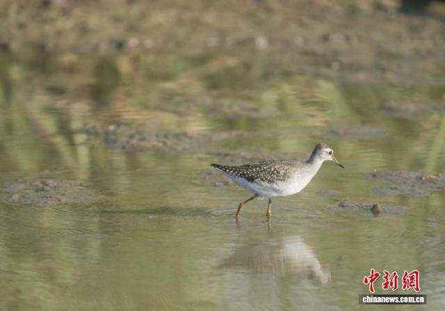 图为在江西鄱阳湖南矶湿地国家级自然保护区内觅食的林鹬。金鑫 摄