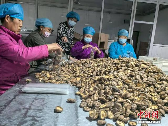 大兴安岭兴安鹿业有限公司生产车间内，工人将晾干的蘑菇装袋发往全国各地。 姜辉 摄
