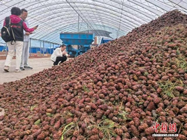 大兴安岭印象北极食品有限公司院内，偃松塔堆成小山。 姜辉 摄