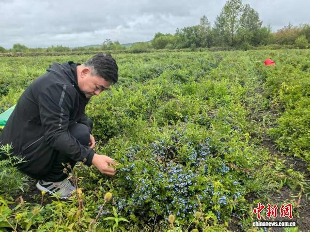 游客在清风庄蓝莓基地体验蓝莓采摘。 姜辉 摄