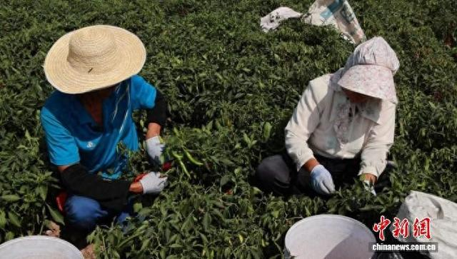 金秋时节，山西省晋中市祁县城赵镇里村的辣椒种植基地迎来丰收季。村民们熟练地采摘辣椒。范嘉浩 摄