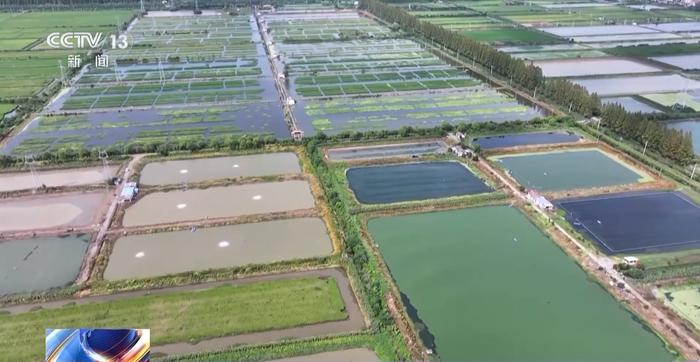 活力中国调研行丨湖北潜江大个儿“炮头虾”正“四季速达”你的餐桌