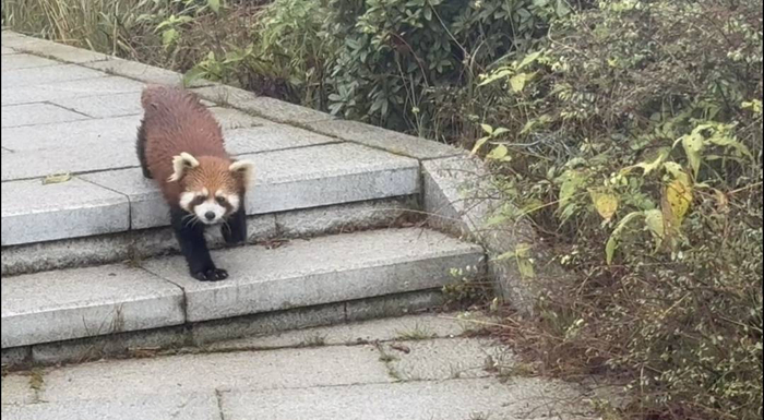 游客峨眉山偶遇"顺拐"小熊猫:一步一蹦的太可爱了