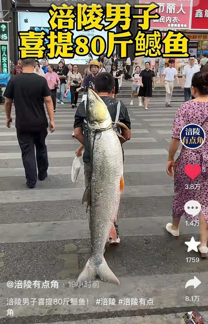 钓鱼佬的高光时刻来了！男子钓上79斤鳡鱼后，背着鱼在闹市当“显眼包”穿行20分钟，当事人：有1.64米长__财经头条__新浪财经