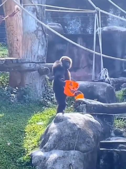 黑猩猩直立行走,提着水桶去打水!动物的迷惑行为