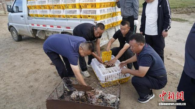 图为工作人员为商都县卯都乡农户发放鸡苗。 胡成敏 摄