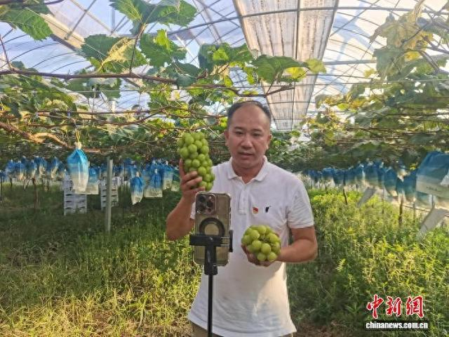 近日，俞荣军为上虞当地水果网上“带货”。上虞区委统战部 供图