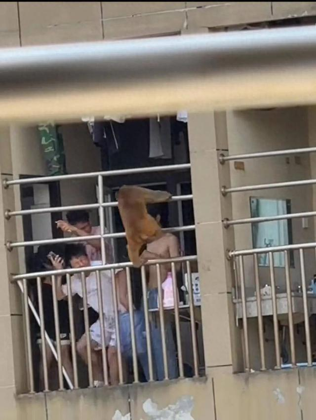 视频截图