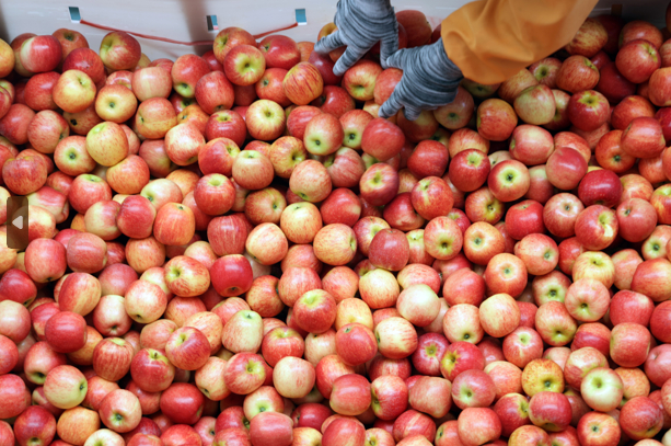 云南昭通，工人们正在流水线上处理苹果。陈飞 摄