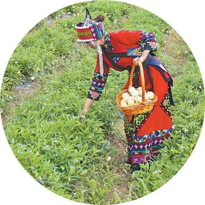 云南石林县，村民在摘人参果。石林县委宣传部供图
