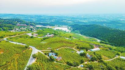　　天府森林粮库——调元枣产业基地。