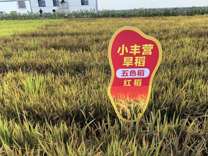 小丰营村旱稻即将丰收。图/北京延庆微信公众号