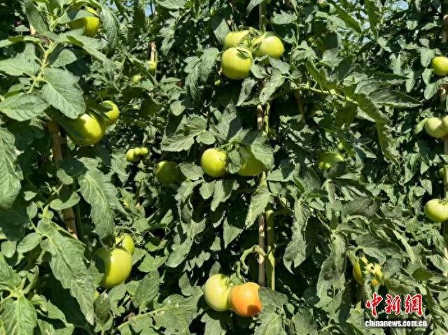 神泉村600亩旱地西红柿种植基地迎来丰收。赵亚喆摄