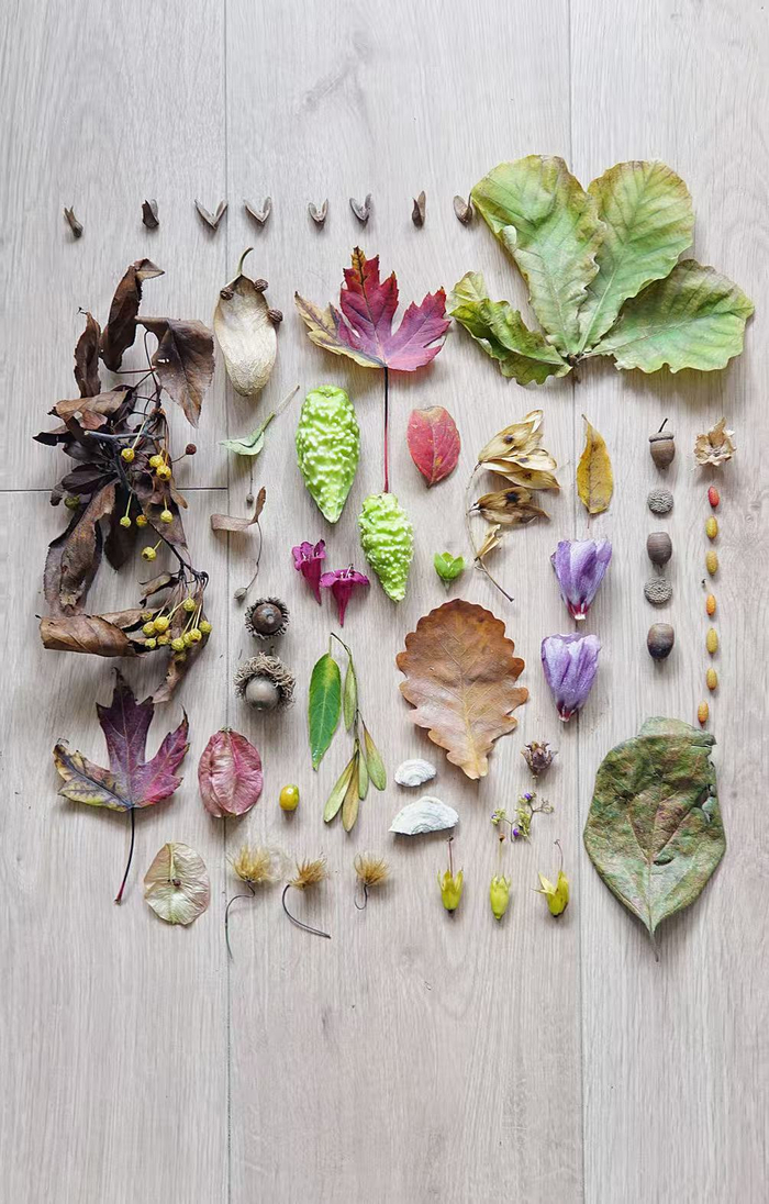 冯女士制作的植物画。受访者供图
