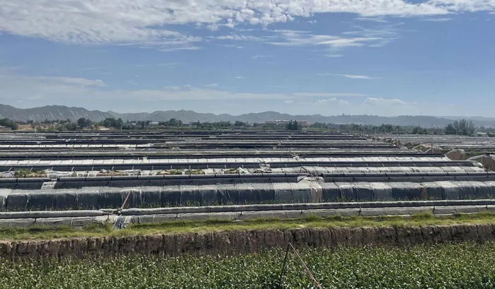 甘肃省靖远县三合村拍摄的蔬菜大棚。新华社记者 马莎 摄