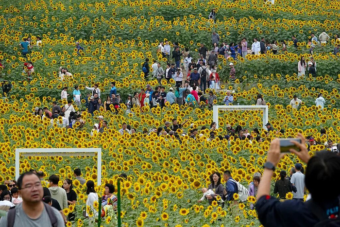 2025年10月3日，北京温榆河公园芸上梯田景区里的向日葵花盛开，吸引来众多游人前来观赏拍照。视觉中国 图
