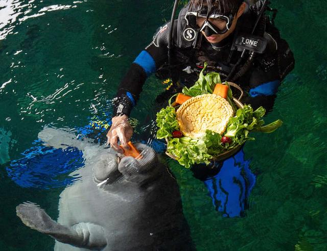 饲养员给海牛喂杂粮什锦月饼。受访者供图