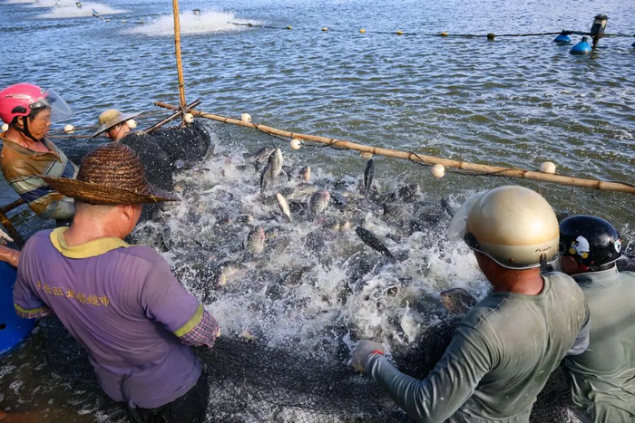 罗非鱼捕捞现场。茂名日报社全媒体记者 吴昊 摄