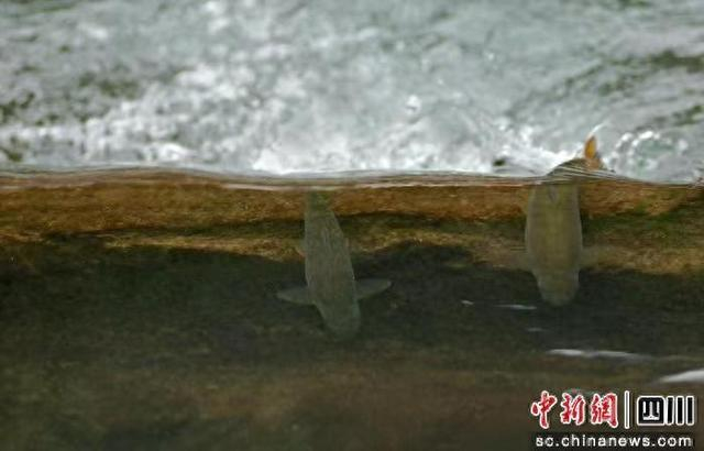珍稀鱼类隐鳞裂腹鱼。雨城融媒 供图