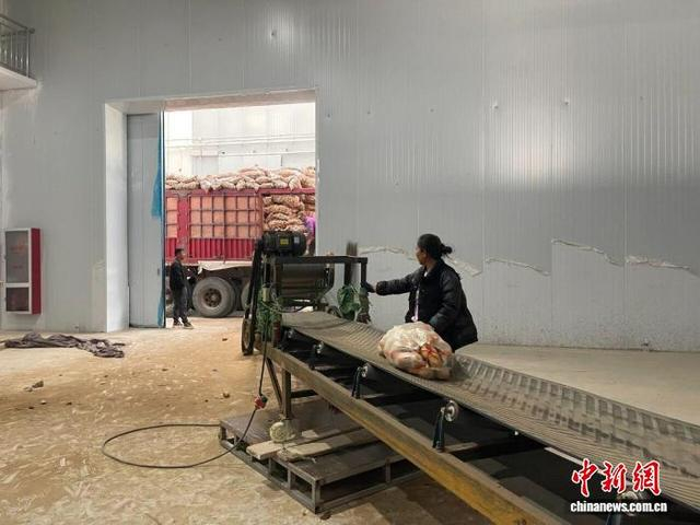 图为工人将马铃薯输送至恒温仓储库内。 王旭 摄