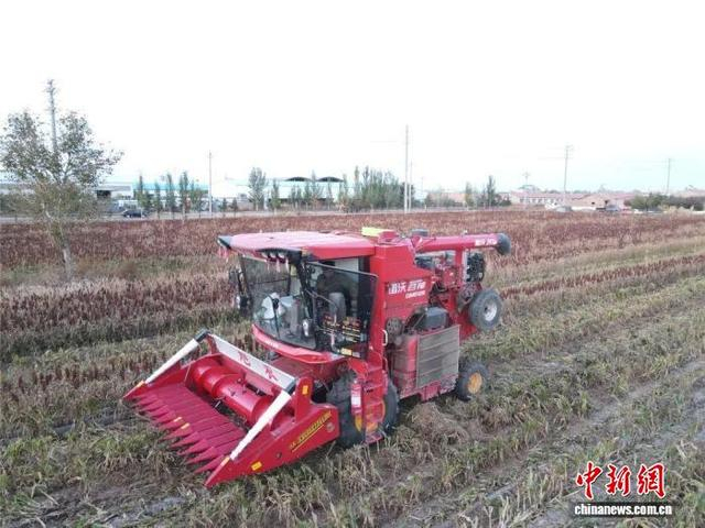 图为赛汉村高粱抢收现场。 察右前旗融媒体中心供图