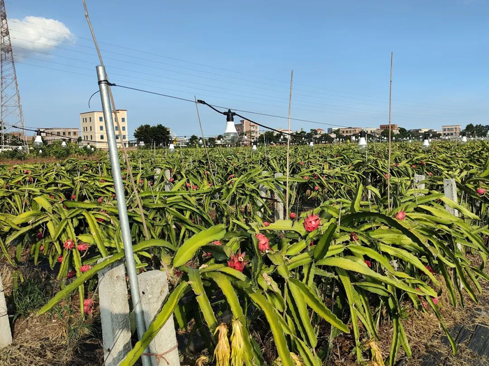 荔枝塘村产业发展带动村民就业