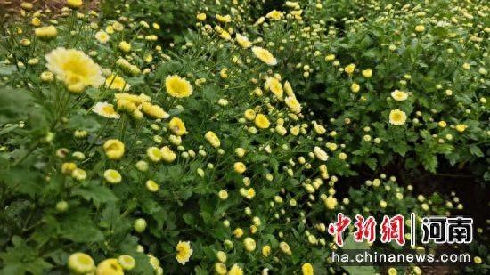 图为杞县平城乡菊花绽放。