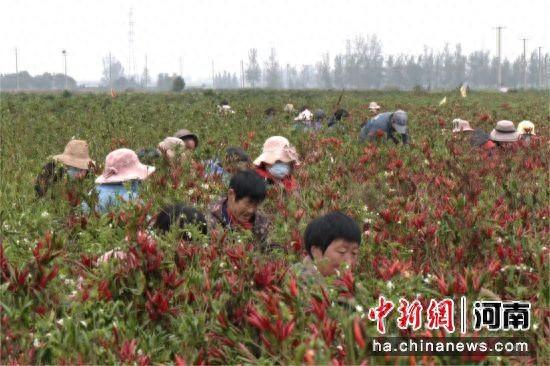图为群众利用雨歇间隙抢收辣椒。