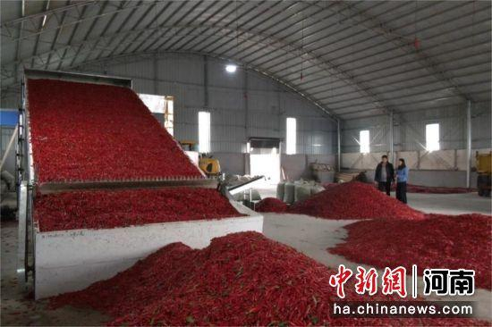 图为辣椒烘干现场。