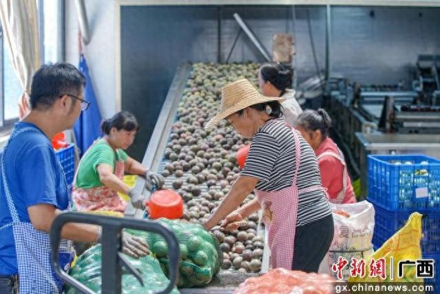 图为工人在分拣百香果。北流市融媒体中心供图