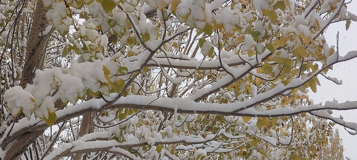 10月15日，黑龙江大庆，雪后树挂。