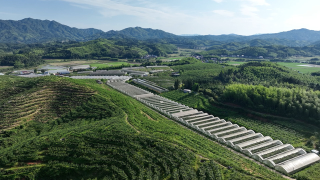 绿源果业是福建省最大单体山地设施农业项目。 建宁县融媒体中心 图