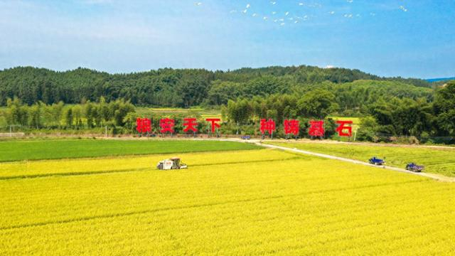 建宁县枫元村是重要的杂交水稻制种产地。 陈震 图