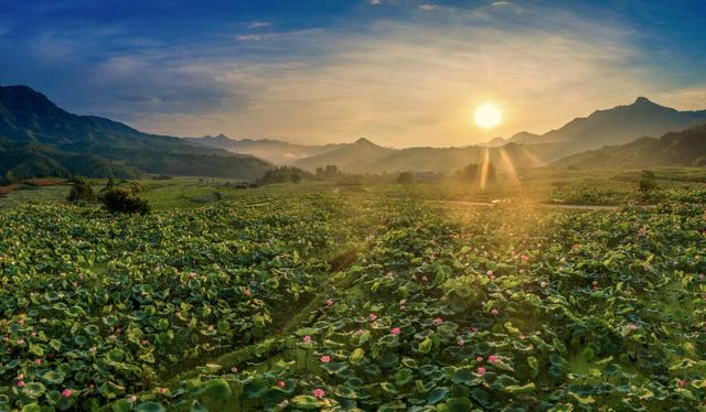 建宁莲子很多种植在山间，品质优良。 视觉中国 图