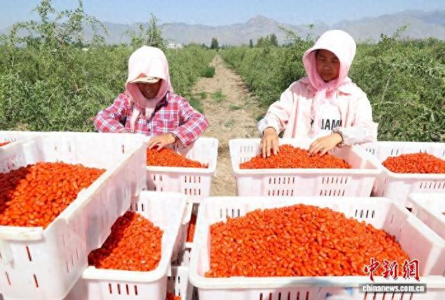 资料图为农户在宁夏一处枸杞种植基地分拣刚刚采摘的枸杞鲜果。 中新网记者 于晶 摄