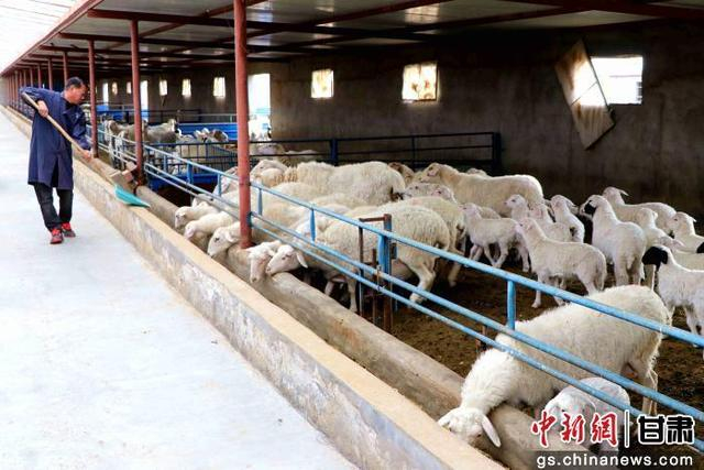 民勤县养殖户忙着给羊群添料，养殖管理有序开展。马爱彬摄