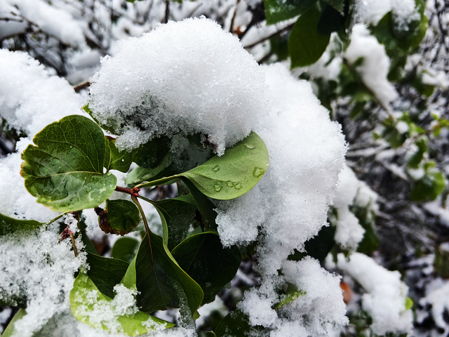 鲜嫩的绿叶上覆着洁白雪层，清透又别致。