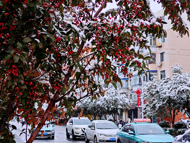 枝头红果覆雪，与城市街景相映成趣。